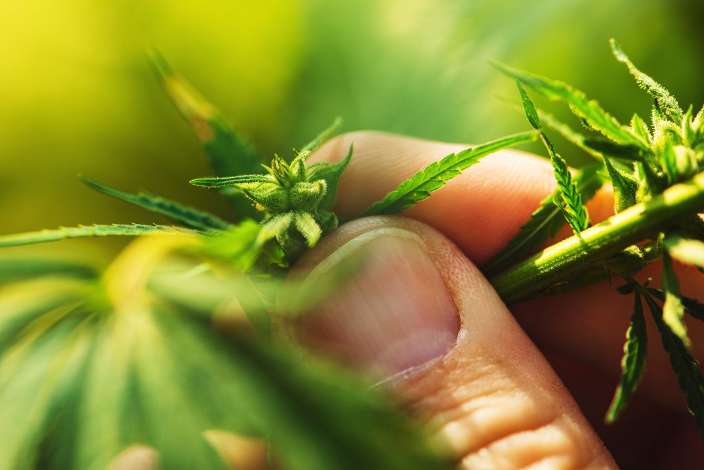 farmer is examining cannabis hemp male plant flowe Z2VD65S